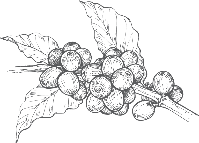 Granos De Cafe - Grano De Cafe Png (858x630), Png Download