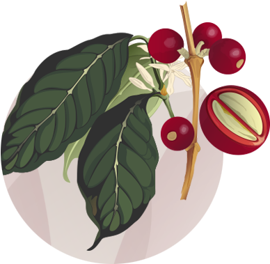 Eficiente Con Alta Calidad Y Efectividad (alto Porcentaje - Granos De Cafe Maduro (400x400), Png Download
