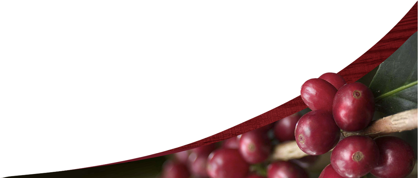 2016 Café Don Justo - Marcos Grano De Cafe (1350x574), Png Download