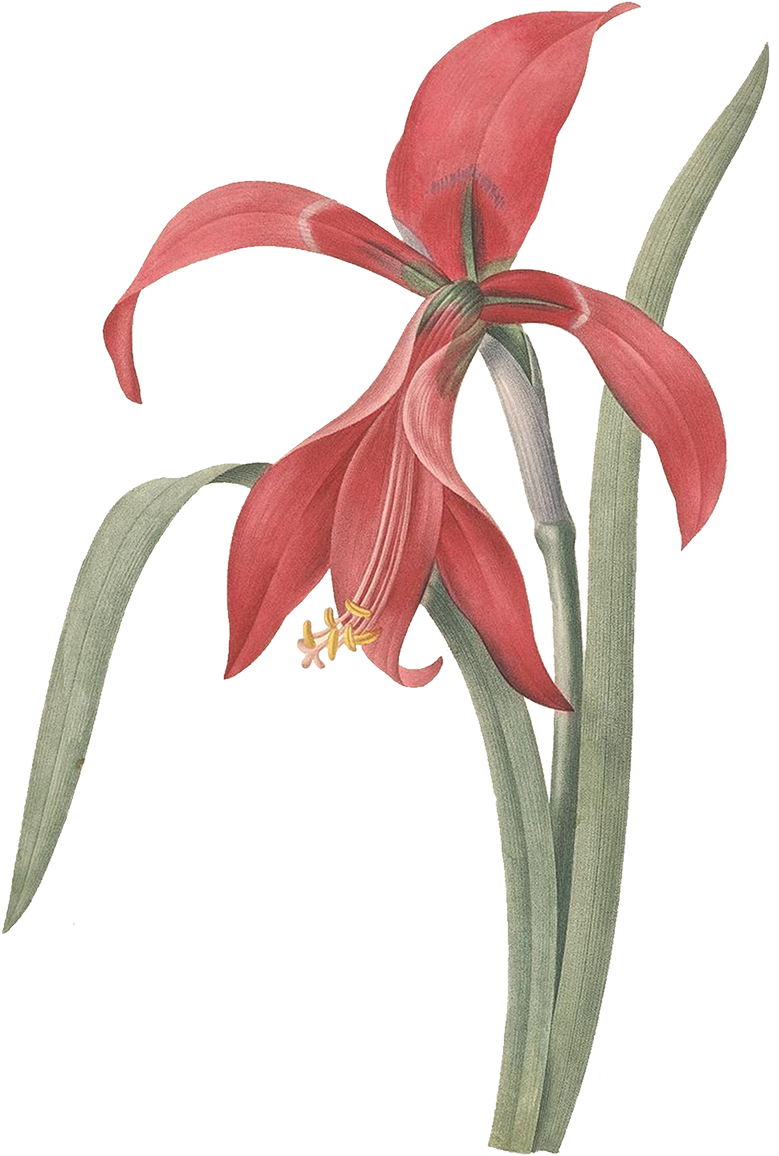 As Png Free Download - Pierre Joseph Redouté Kunstdruck: Aztec Lily / Redouté (1200x1200), Png Download