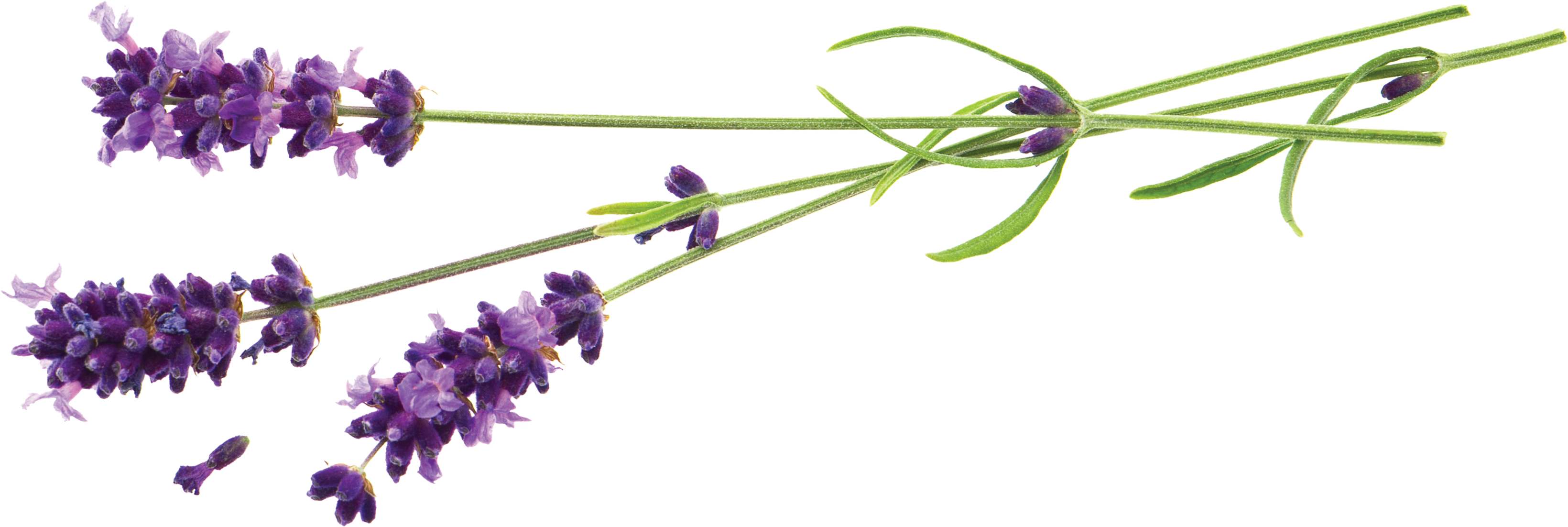 Plan A Small Retreat For Group Activities, Scrapbooking, - Lavender Foot Peel Mask - Callus And Dead Skin Exfoliation (3333x1575), Png Download