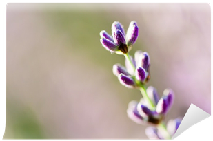 Lavender (400x400), Png Download