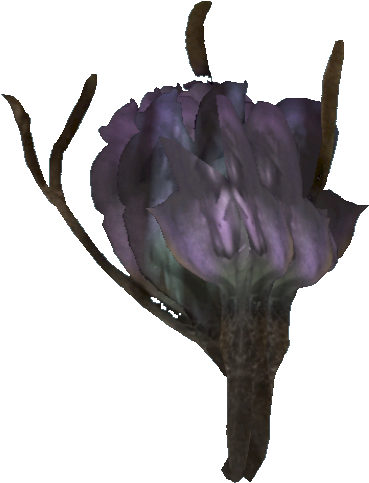 Tato Flower - African Daisy (578x552), Png Download