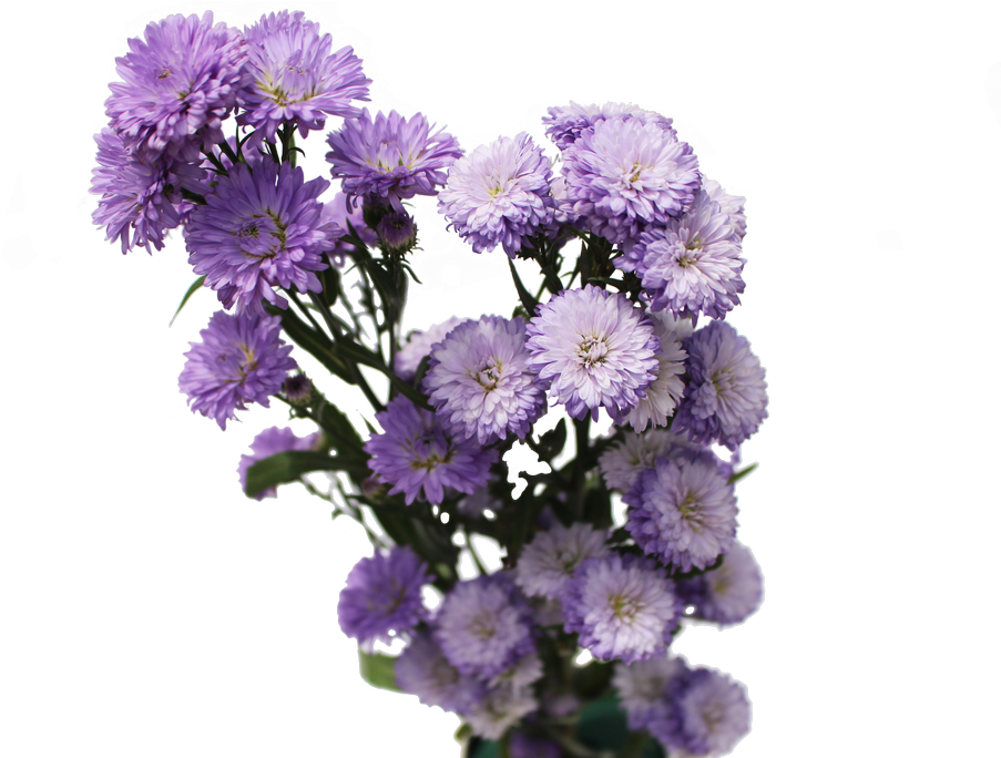 Aster Flowers Aster Flowers - Aster Flowers Png (1024x683), Png Download