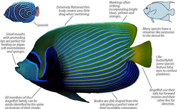 Angelfish - Angelfish Identification (620x400), Png Download