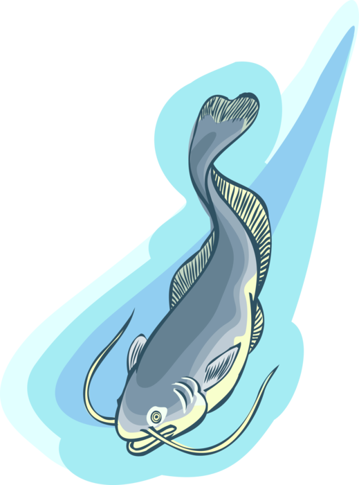 Vector Illustration Of Aquatic Carp Fish Swims Upstream - Illustration (519x700), Png Download