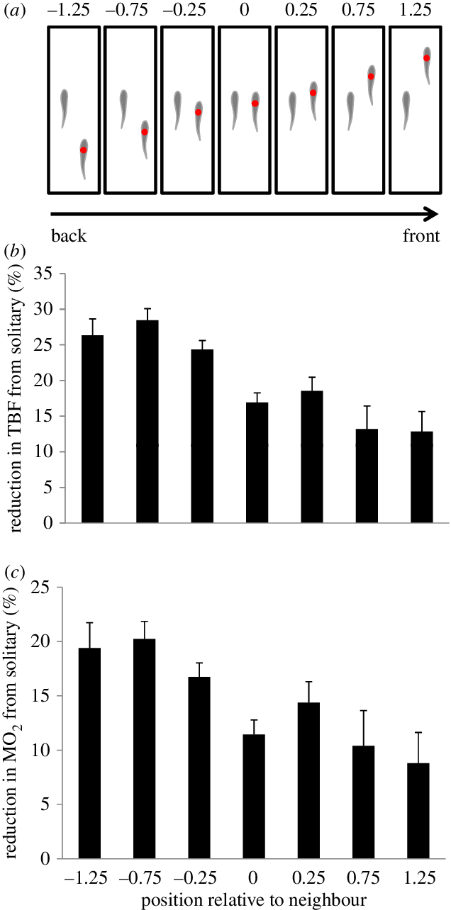The Hydrodynamic Advantages Of Swimming In A School - School (636x1284), Png Download