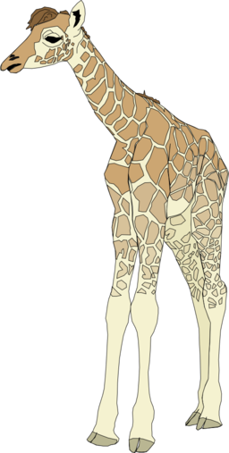 Baby Giraffe - Baby Giraffe Shower Curtain (256x507), Png Download