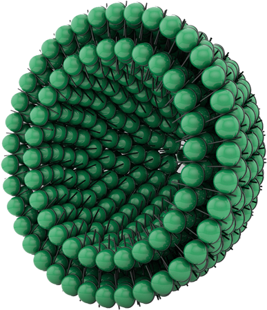 Malacella Bellaspheres Proprietary Complex Of Acmella - Animation (500x488), Png Download