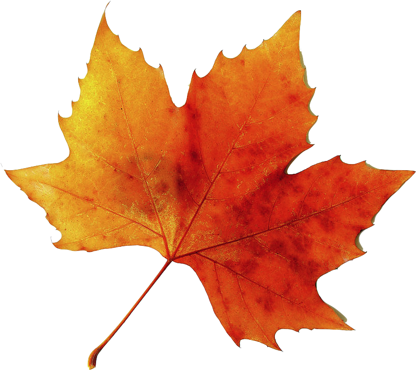 Static - Tumblr - Com - Orange Fall Leaf (899x900), Png Download