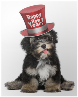 Cute Havanese Puppy Dog Is Wearing A Red Happy New - Havanese Black And Brown (400x400), Png Download