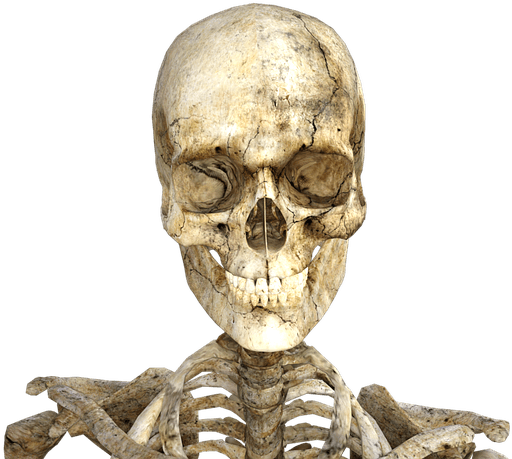 Skeleton Halloween Свелетон Скелет Sticker - Como Nos Tornamos Humanos (960x480), Png Download