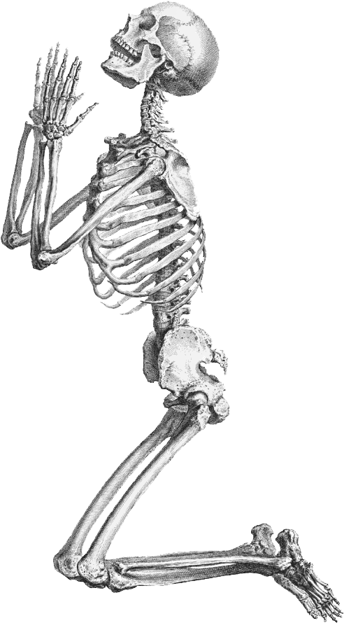 Skeleton Transpa Background Png Mart - Skeleton Png (521x900), Png Download
