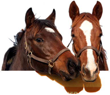 Responsibility For A Horse (387x336), Png Download