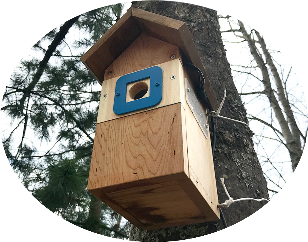 A Birdhouse Colonised By Blue Tits On The Edge Of The - Outhouse (1070x840), Png Download