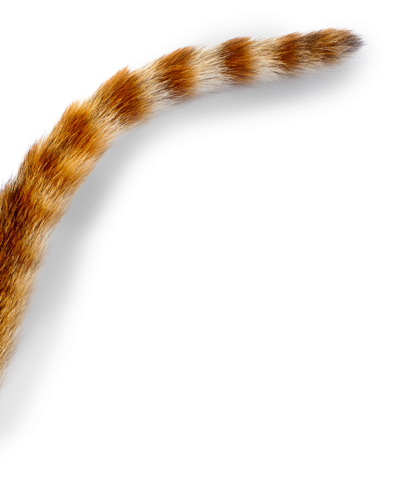 Наклейка Ухо Рыбы Png - Eurasian Red Squirrel (558x676), Png Download