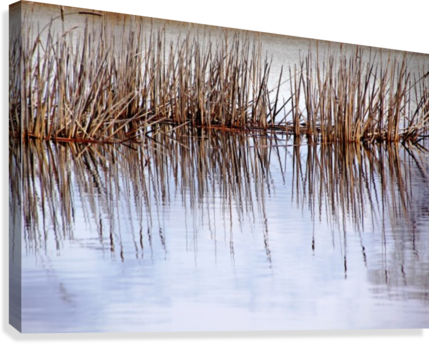 Cattail Abstract Ii Canvas Print - Artist (429x344), Png Download