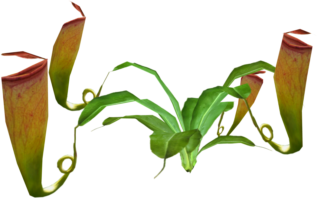 Madagascar Pitcher Plant - Pitcher Plant Full (1100x1100), Png Download
