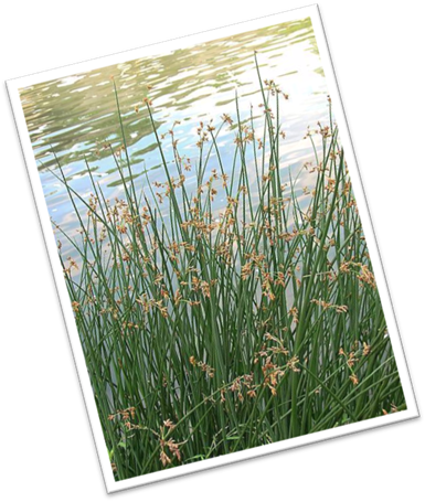 The Spanish Got It From The Aztec Word “tollin” Which - Sweet Grass (385x455), Png Download