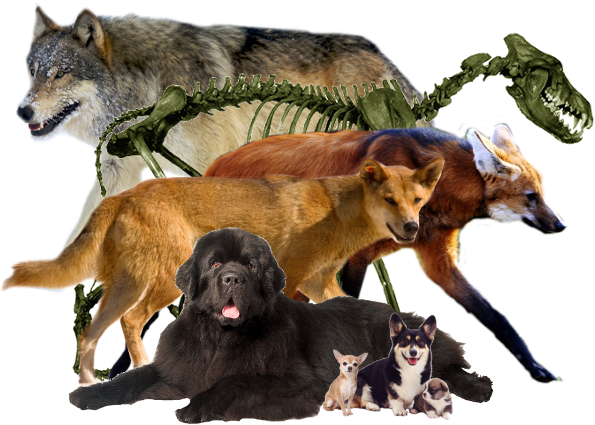 Animal Companions - Wolves - Keyring Fox Walking Grass 44860 (1321x930), Png Download