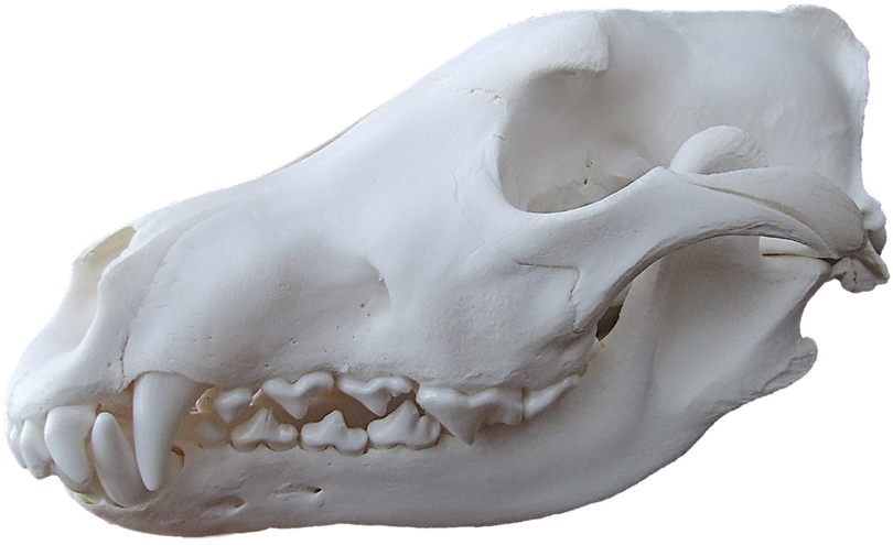Fig 3 - Gray Wolf - Actual Skull - German Shepherd Skull Next To Wolf Skull (880x524), Png Download