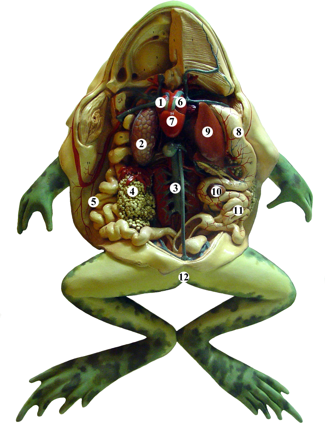 Frog Anatomy Tags - Anatomy Of A Frog (1248x1668), Png Download