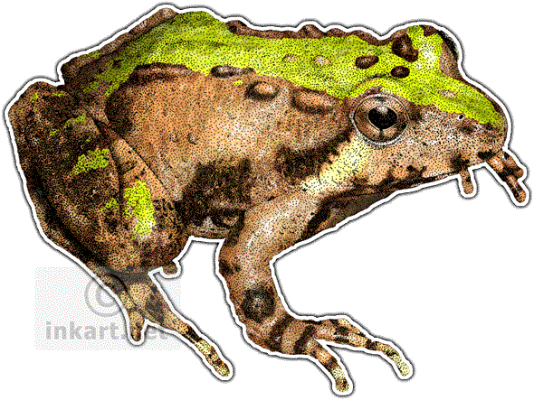 Graphic Royalty Free Download Bullfrog Drawing Wildlife - Northern Cricket Frog Png (590x443), Png Download