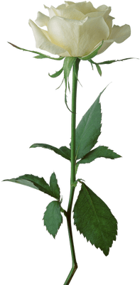 White Rose Flower Png (400x400), Png Download