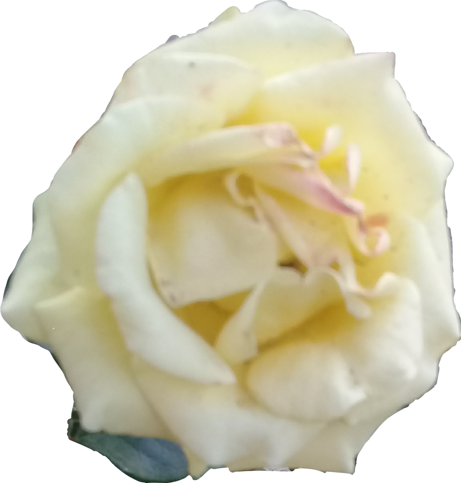 Rosa Blanca (936x981), Png Download