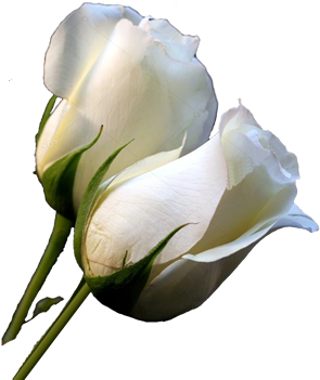 Rosablanca Logo - White Roses (350x350), Png Download