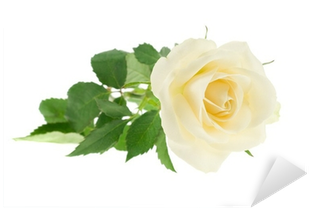 Rose (400x400), Png Download