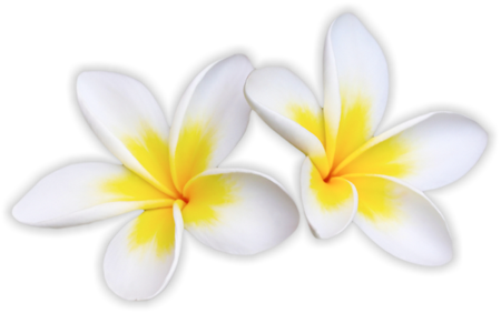 Macadamia Nuts - Hawaiian Bbq Clip Art (450x282), Png Download