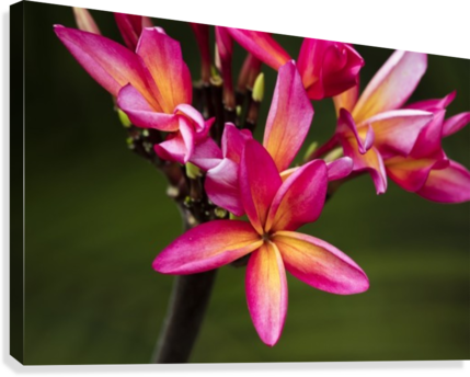 Close Up Of Bright Pink Plumeria Flowers Maui Hawaii - Printscapes Wall Art: 36" X 24" Canvas Print With Black (429x344), Png Download
