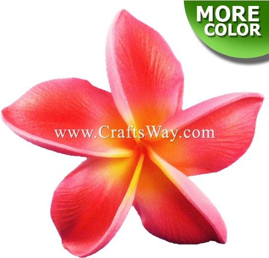 Foam Plumeria Type Bu - Candlenut (550x533), Png Download