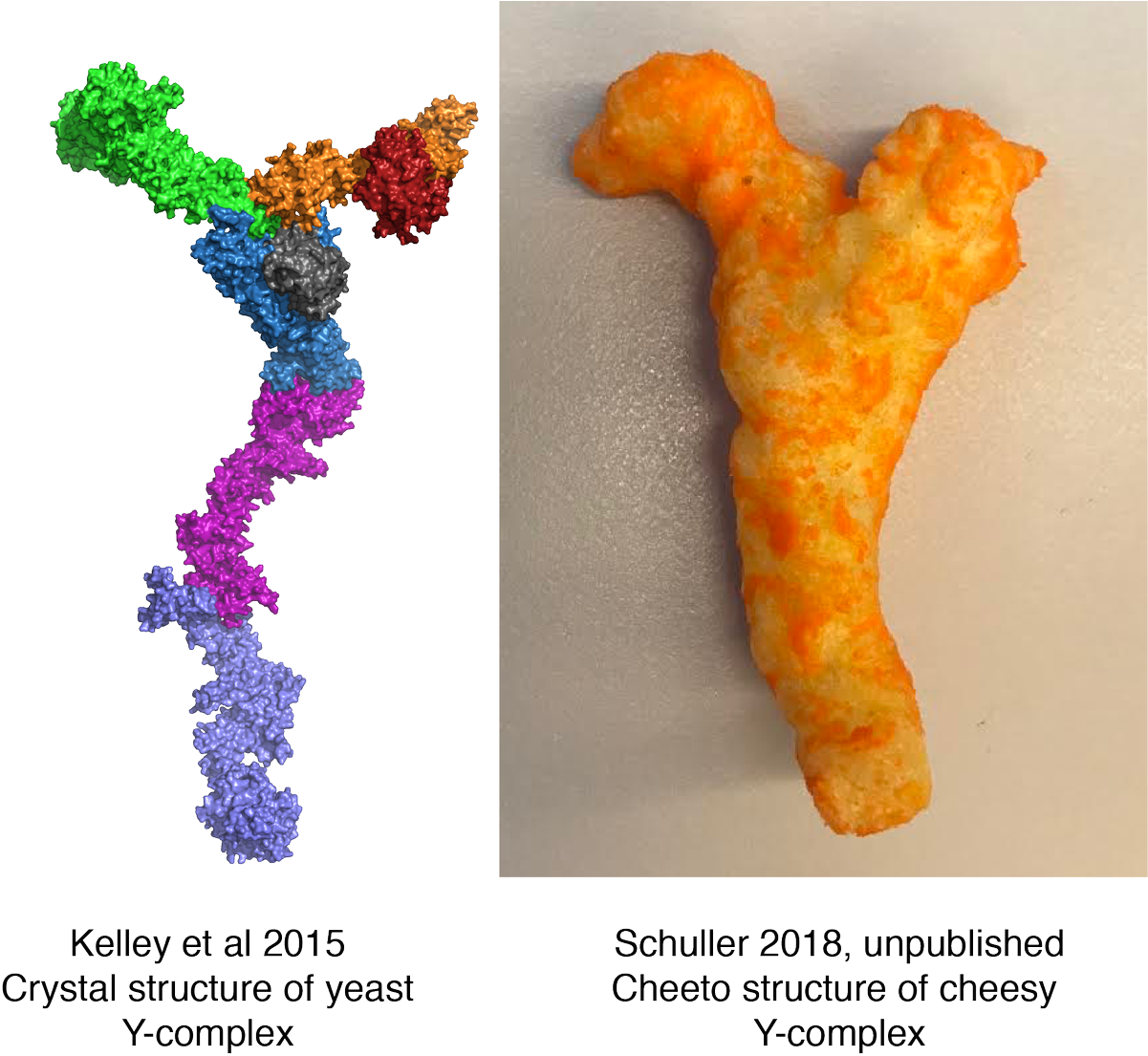 #cheetoscience Hashtag On Twitter - Goldfish (1200x1112), Png Download