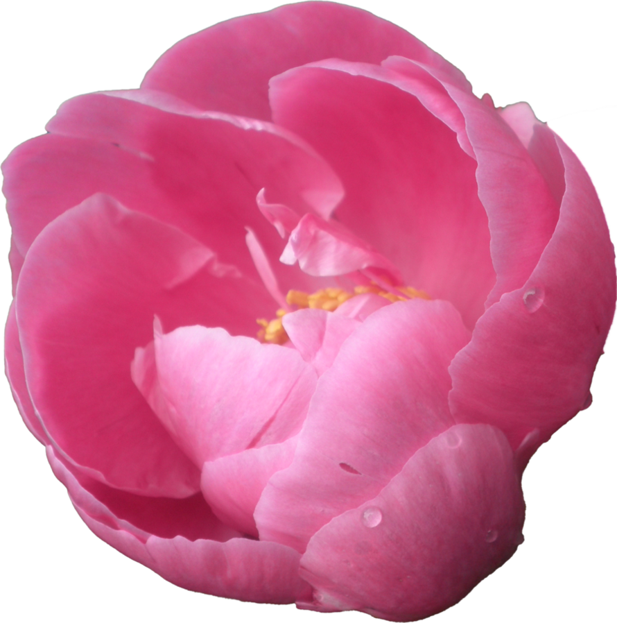 Flowers Transparent Png Sticker - Peonies Png (890x898), Png Download