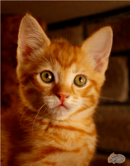 Photo Of Cheeto Nk2617 - Cat (638x638), Png Download