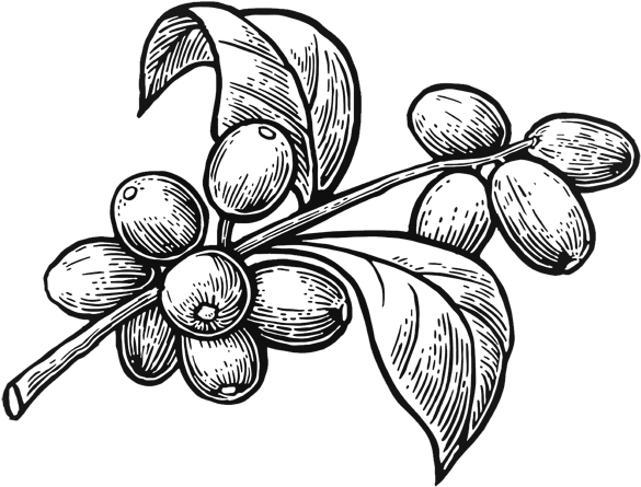 Organic Robusta Coffee - Coffee Plant Clip Art (600x547), Png Download