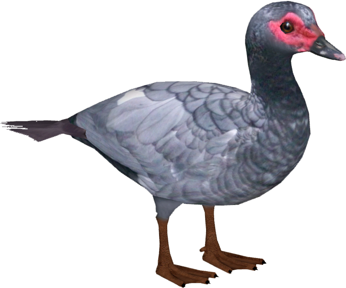 Domestic Muscovy Duck 4 - Muscovy Duck Png (684x684), Png Download