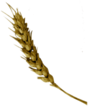 Cerveja Trigo Png (351x418), Png Download