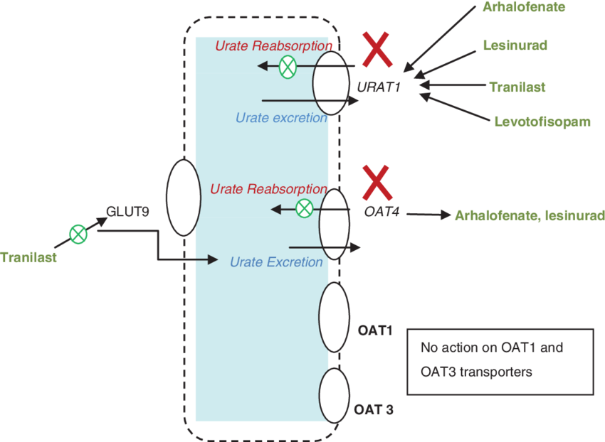 Illustration Showing The Novel Drugs And Their Action - Lesinurad Mechanism Of Action (850x622), Png Download
