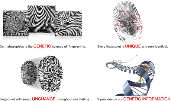 It Was Interesting To Note That These Babies Did Not - Dermatoglyphics Png (566x336), Png Download