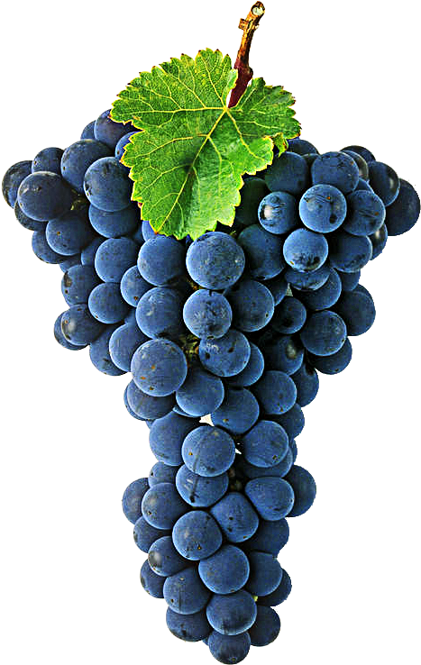 Cabernet Sauvignon Is One Of The World's Most Widely - Cabernet Sauvignon Grape Transparent (592x789), Png Download