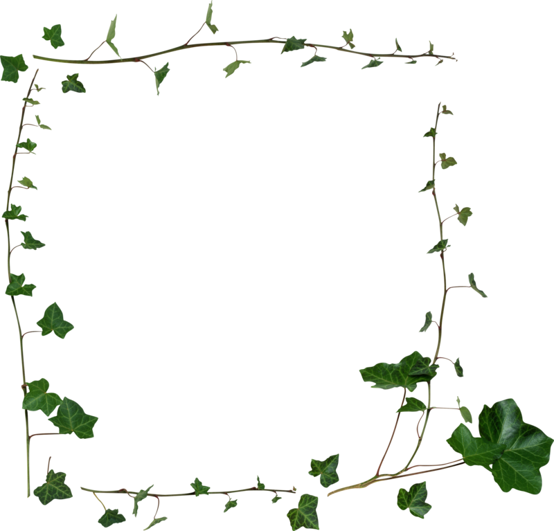 Publicat De Eu Ciresica La - Transparent Vine Border Png (800x767), Png Download