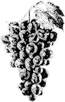 Every Great Wine Always Starts With A Good Grapevine - Grape (360x360), Png Download