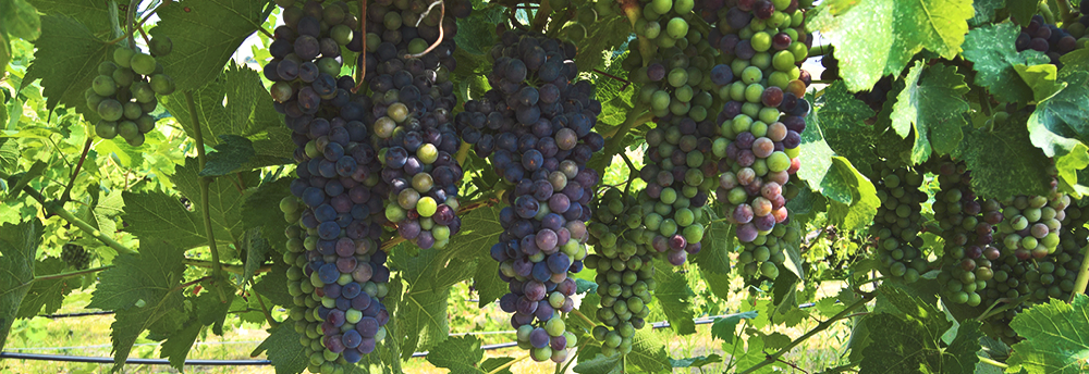 Sign Up For Our Wine Club To Receive Beautiful Washington - Wine Clubs (1000x344), Png Download