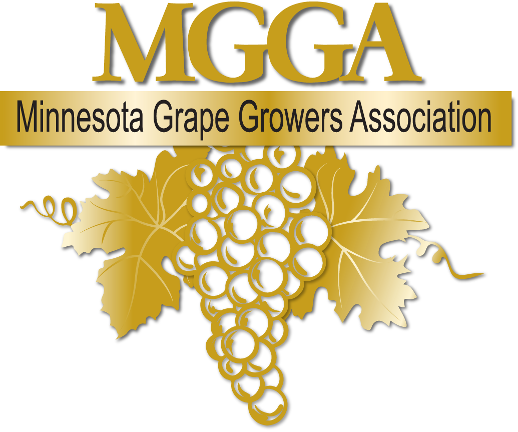 Gold Grapes Png (1035x863), Png Download