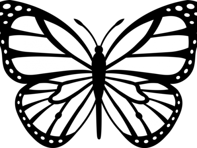 Butterfly Drawings - Google Search - Butterfly Drawing (640x480), Png Download