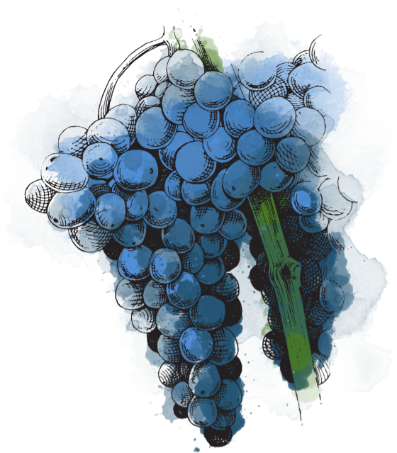 Grenache Allows You To Make The World-famous Rosé Types - Seedless Fruit (569x663), Png Download