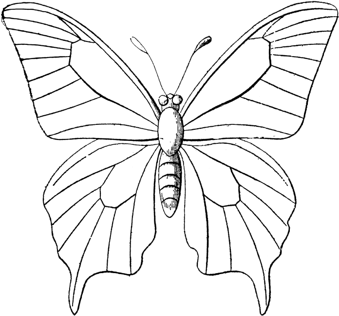 Download Black And White Monarch Butterfly Free Clip Art Monarch Outline Sketch Of Butterflies Png Image With No Background Pngkey Com
